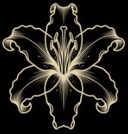 lily-E4D5AC